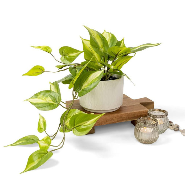 Kurrajong Farmhouse Fake pothos Plant | Fake Plant for Shelf Decor |14" Artificial Trailing Ivy Plant with 5" Wide Ceramic Pot | Light Green Faux Ivy Plant | Feaux Ivy Pothos Plant