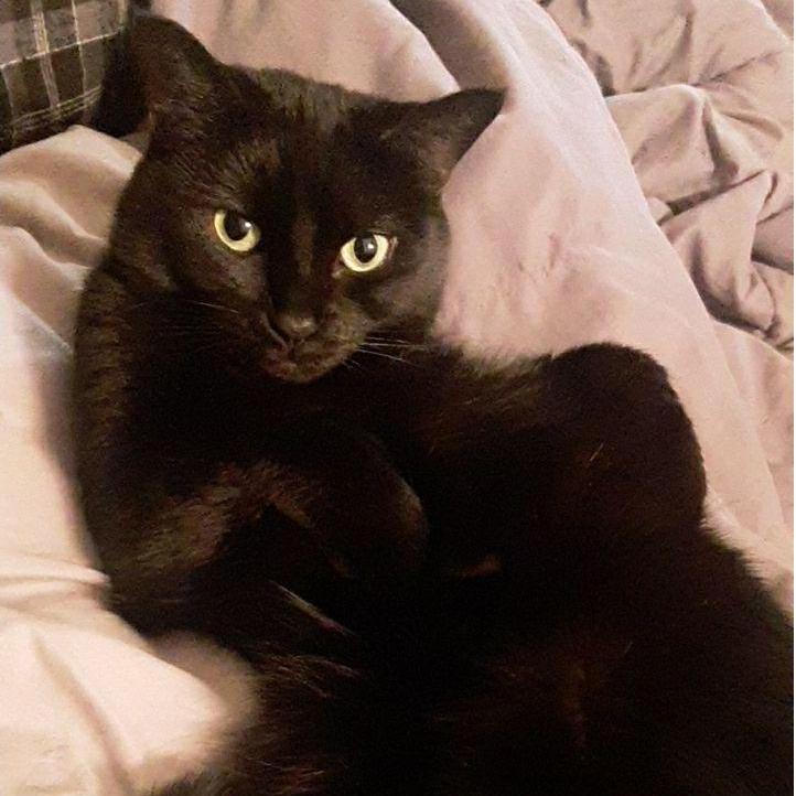 Our beautiful cat, Sasha.