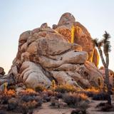 Joshua Tree National Park