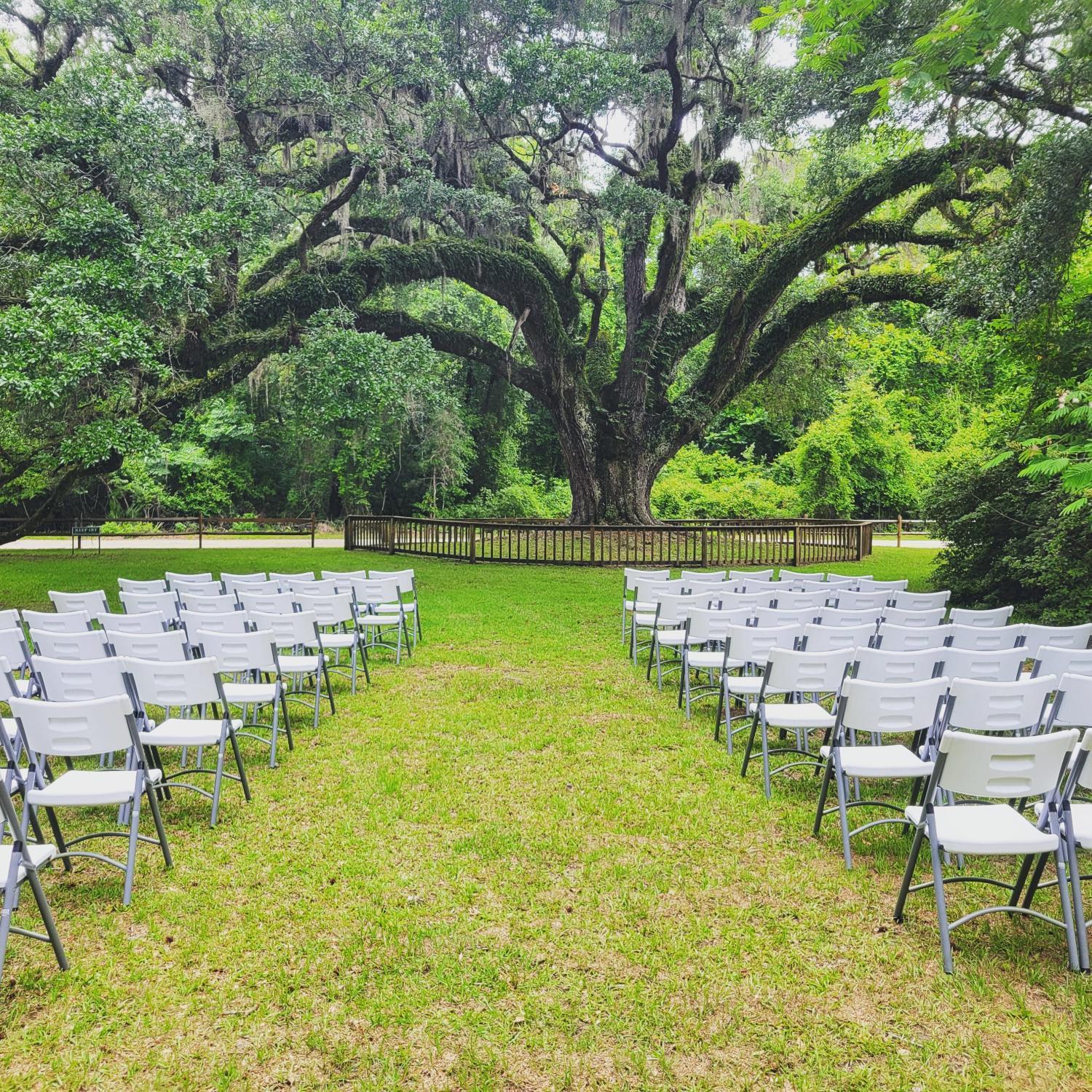 The tree where we will say I do!