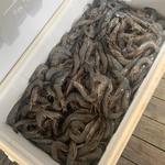 Lofton Creek Seafood & More Inc.
