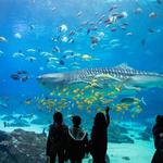 Georgia Aquarium