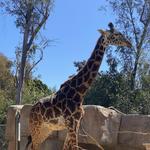 San Diego Zoo
