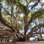 Lahaina