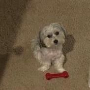 Luna our Morkie puppy