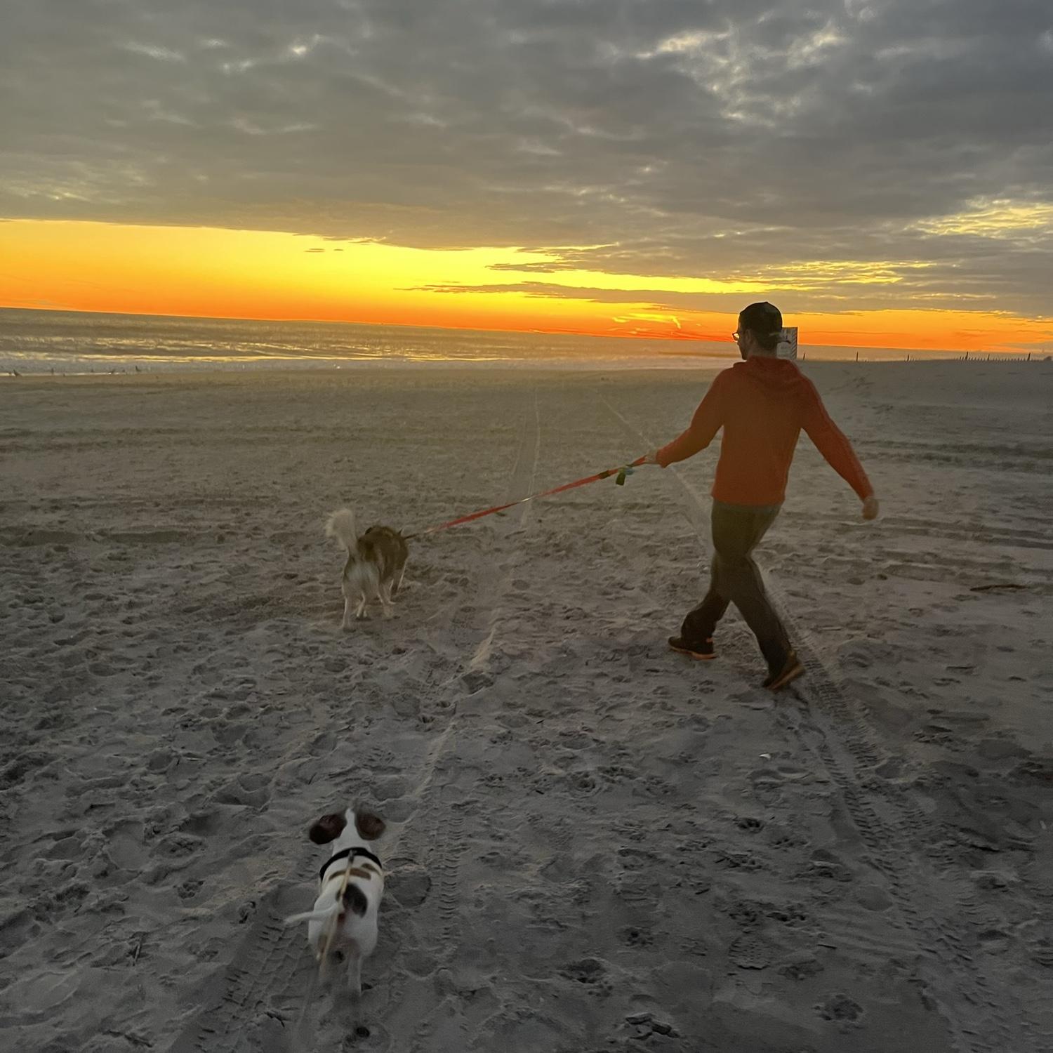 Our casual dog walks!