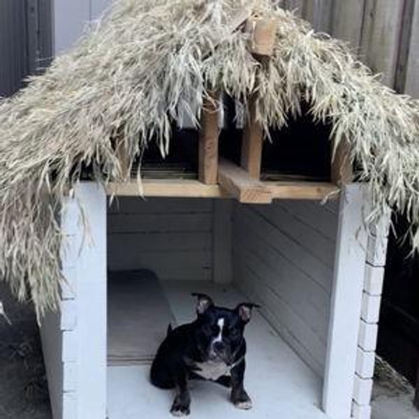 Pet Hotel For Our Honeymoon