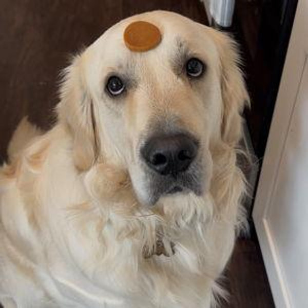 Year's Supply Of Pet Treats for Henry