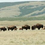 Laramie Foothills Bison Conservation Herd