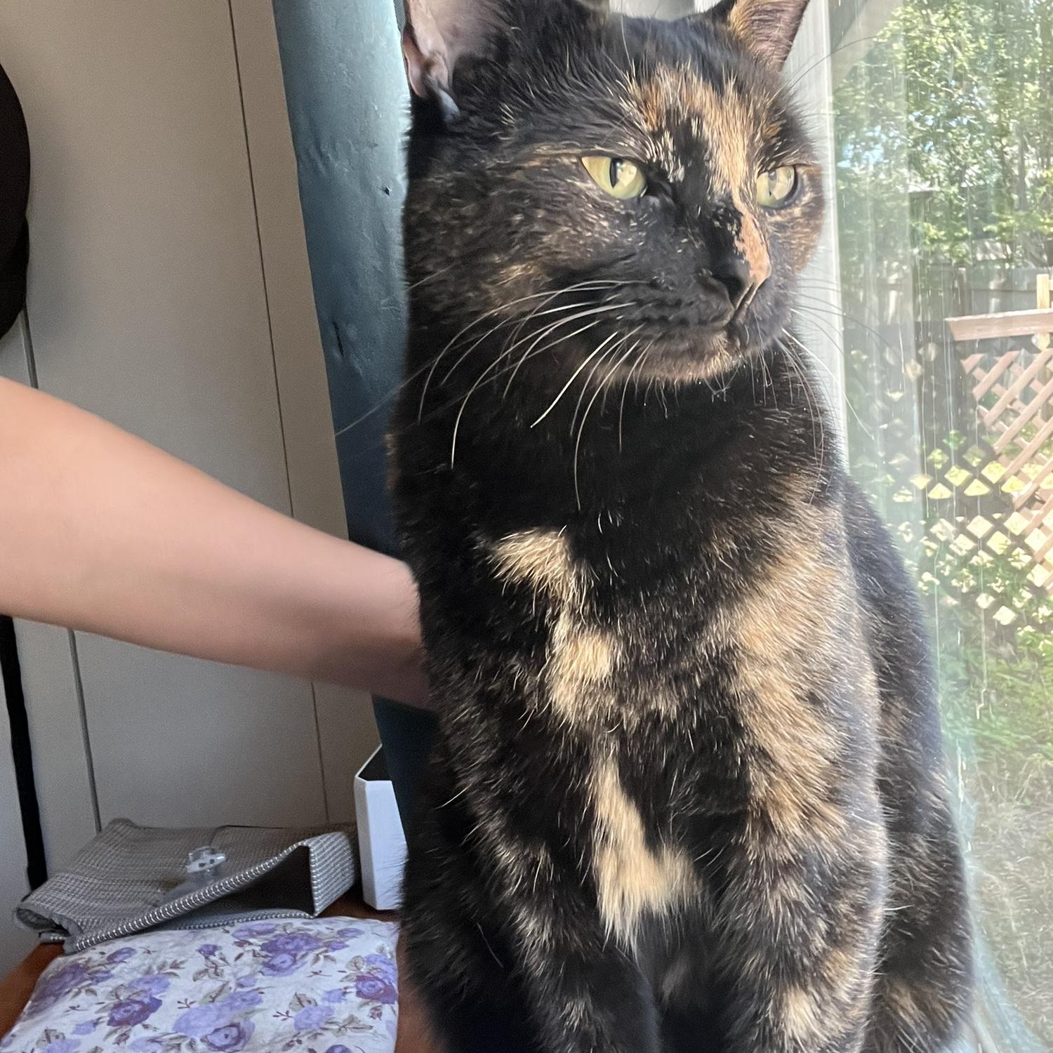 Moe is a former discount ringworm cat. Her two favorite things are getting pets and attacking Zoey!