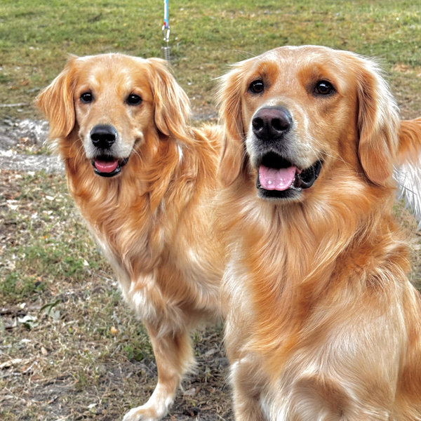Treats for Luffy and Maisey