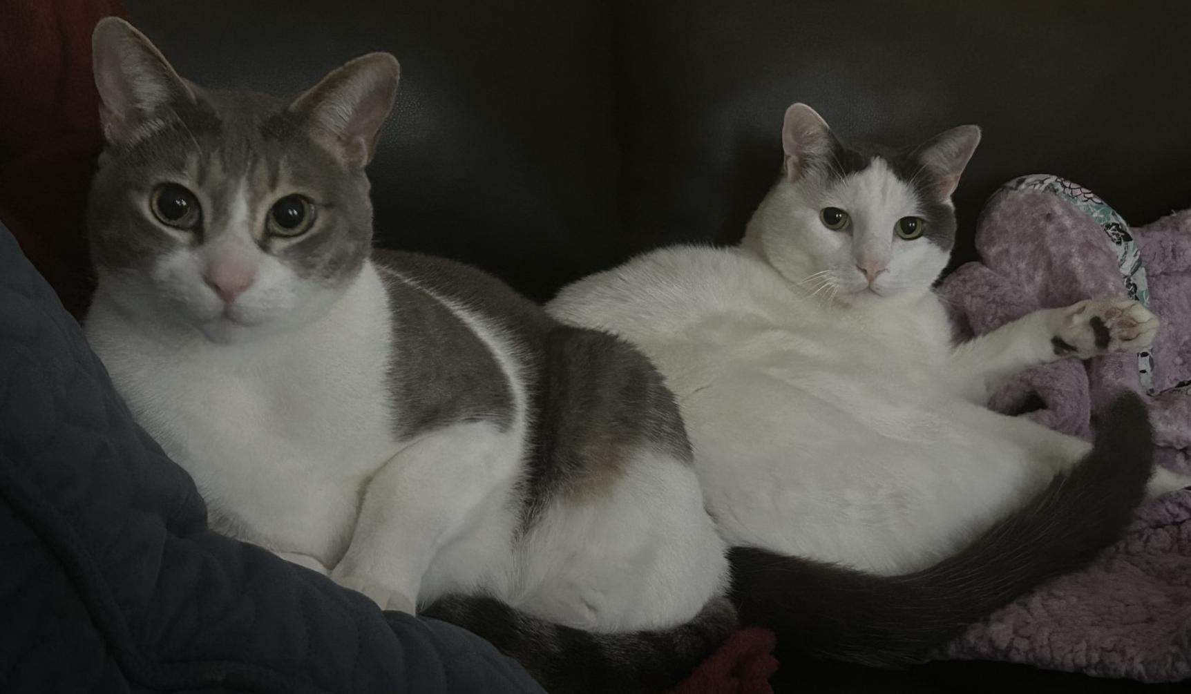 The Wedding Website of Cynthia Cogan and Stephen Alzugaray