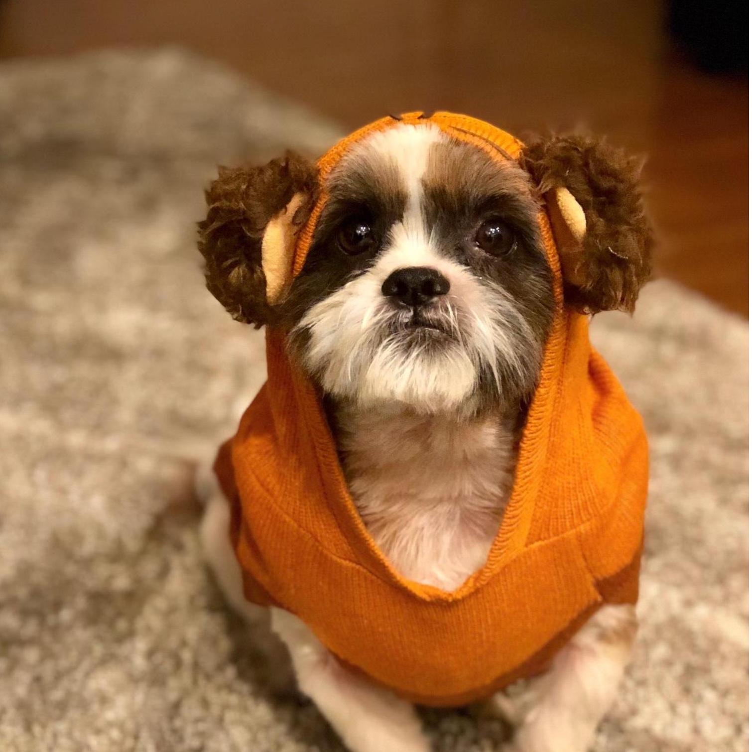 Chewie as an Ewok for Halloween