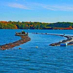 Damariscotta Oyster Tour