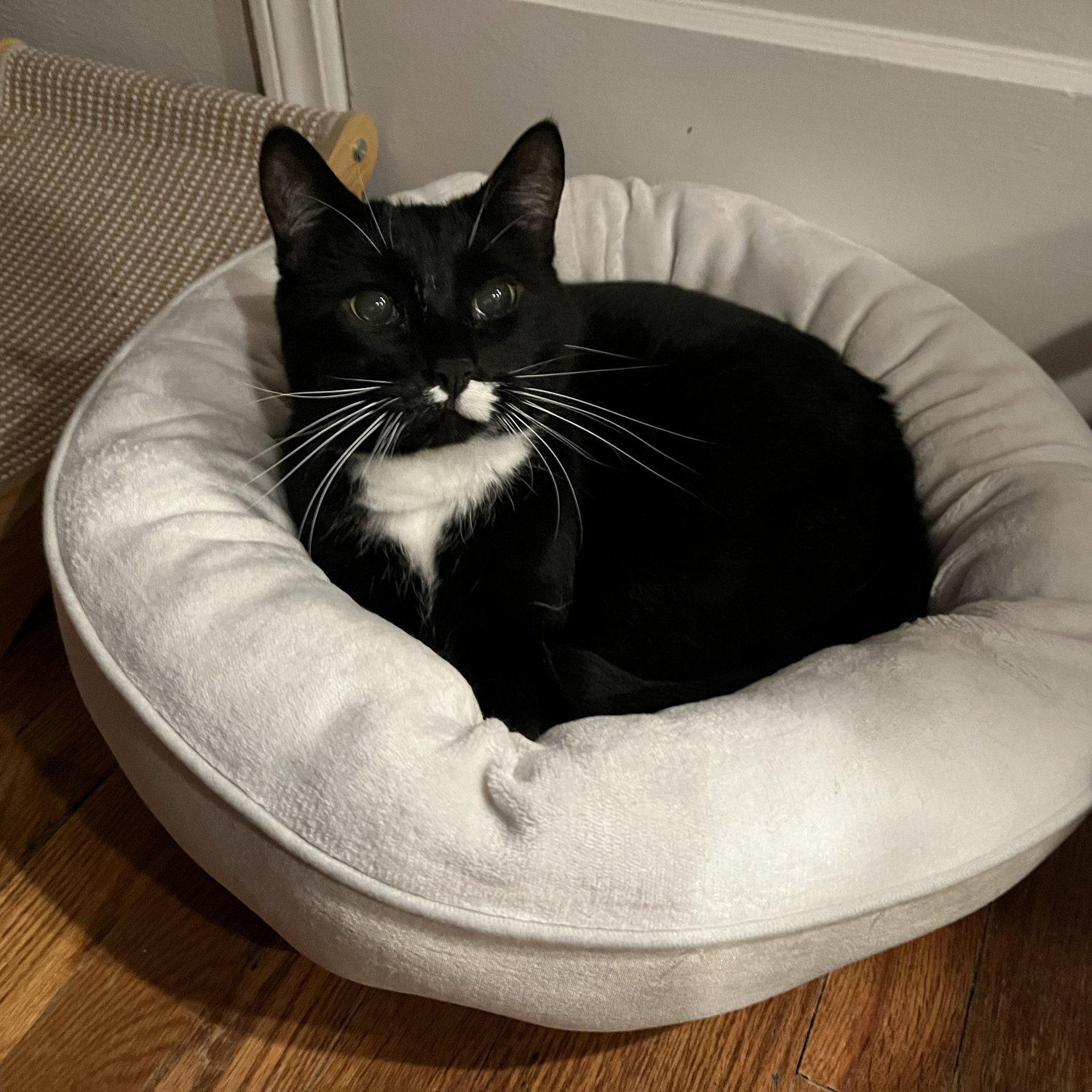Lukah, the eldest fur baby.
