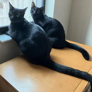 Cat Treats