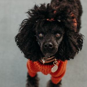 Lifetime of Poodle Outfits