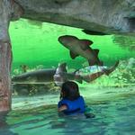 Grand Hyatt Baha Mar: Shark Tank (On Site- Complimentary)
