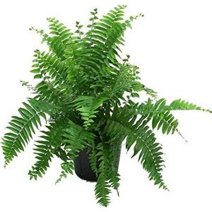 Delray Plants Macho Fern in Pot
