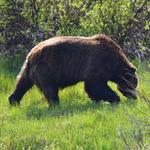 Jackson Hole EcoTour Adventures