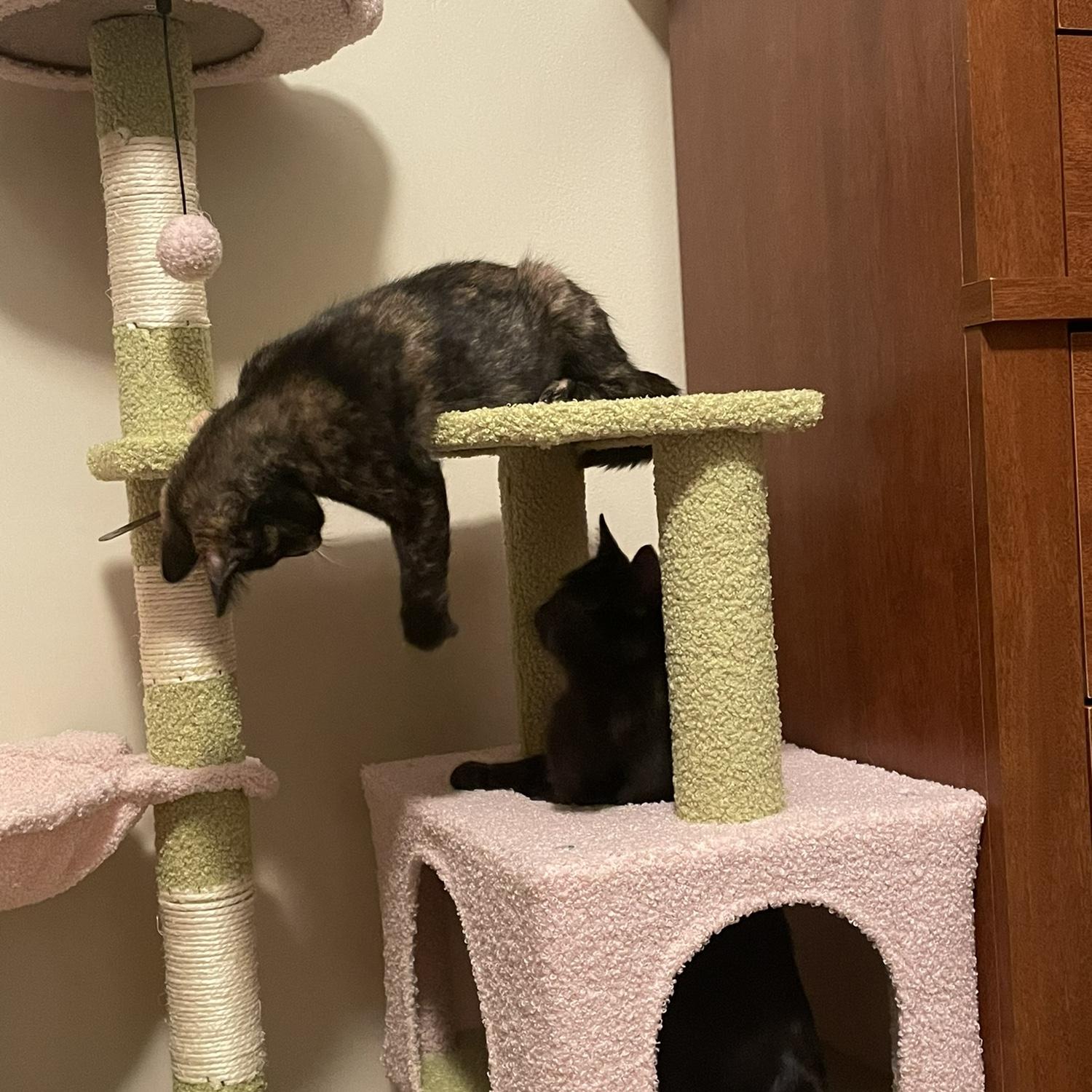 Getting our kittens! 2024