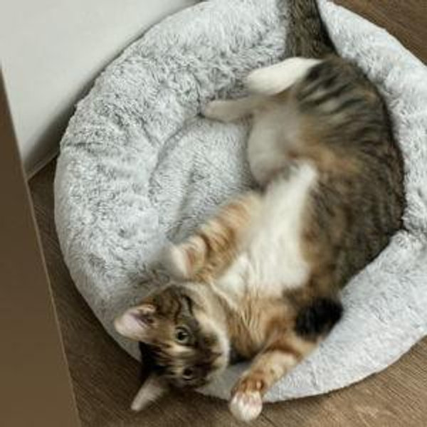 Lulu's Adventure Fund