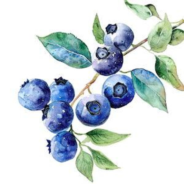 Our blueberry plant fund