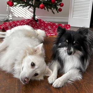 Koda & Scooter Fund