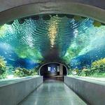 OdySea Aquarium