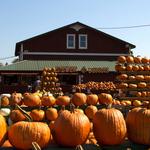Great Pumpkin Farm