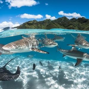 Snorkling with sharks & stingrays on our honeymoon