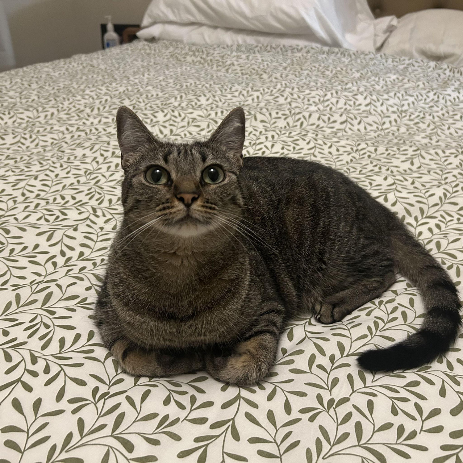 Our Cat Cleo