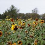Paulus Farm Market