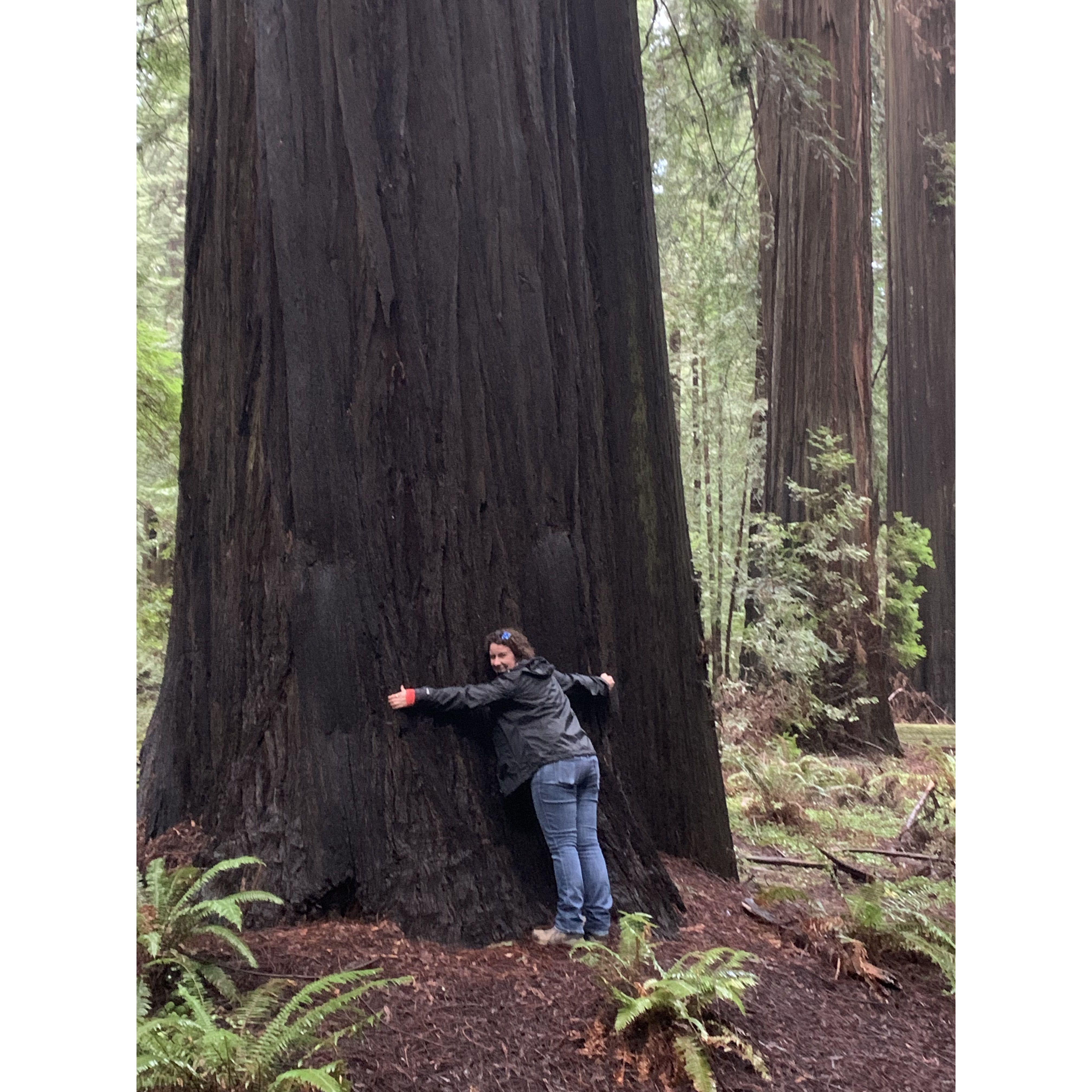 Redwood National Park, California