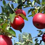 Marker-Miller Orchards