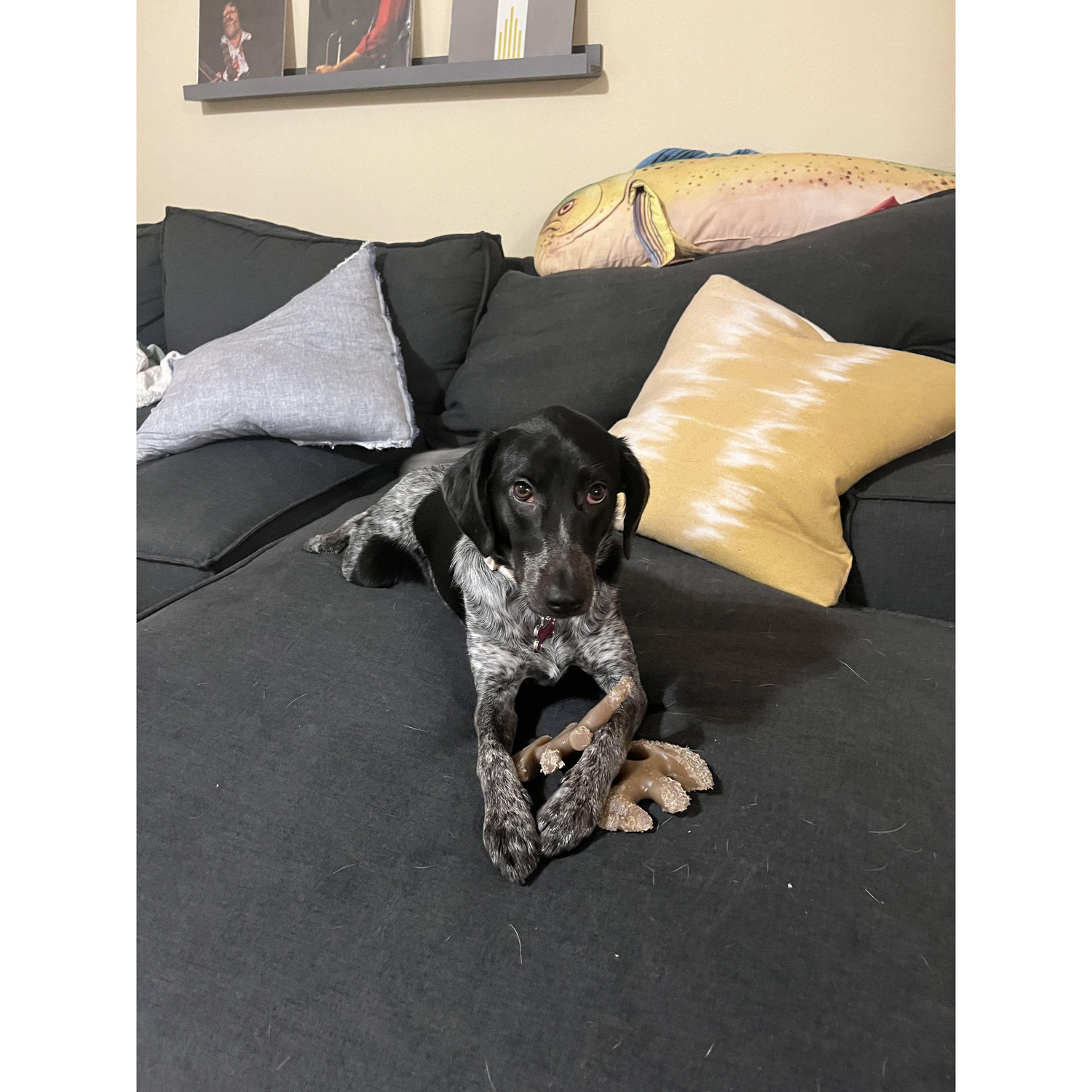 Our sweet puppy, Reba!