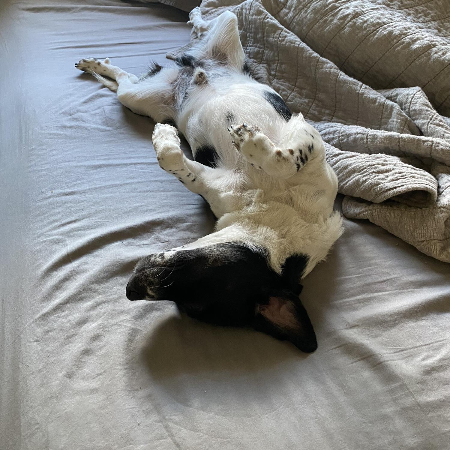 Jack Jack sprawled out