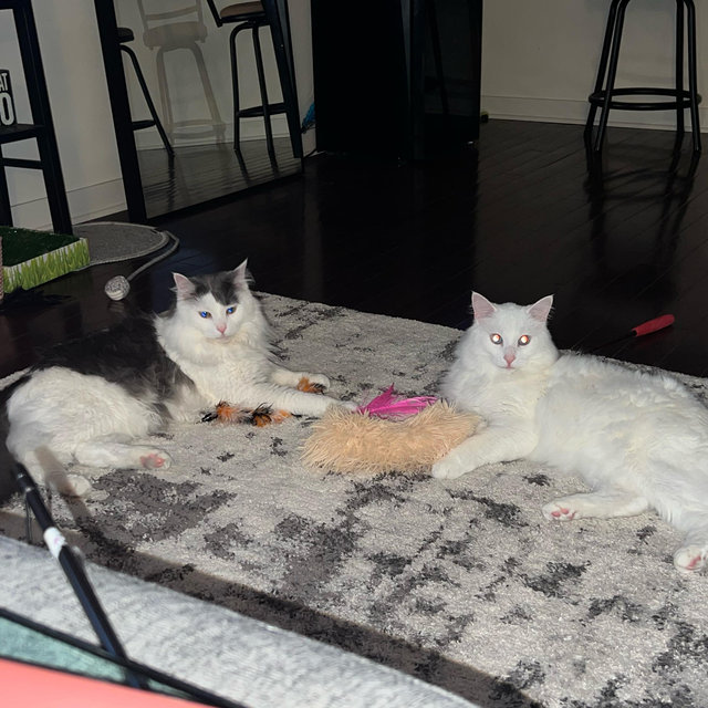 Cat Fund
