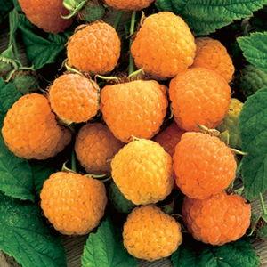 Raspberry Bushes