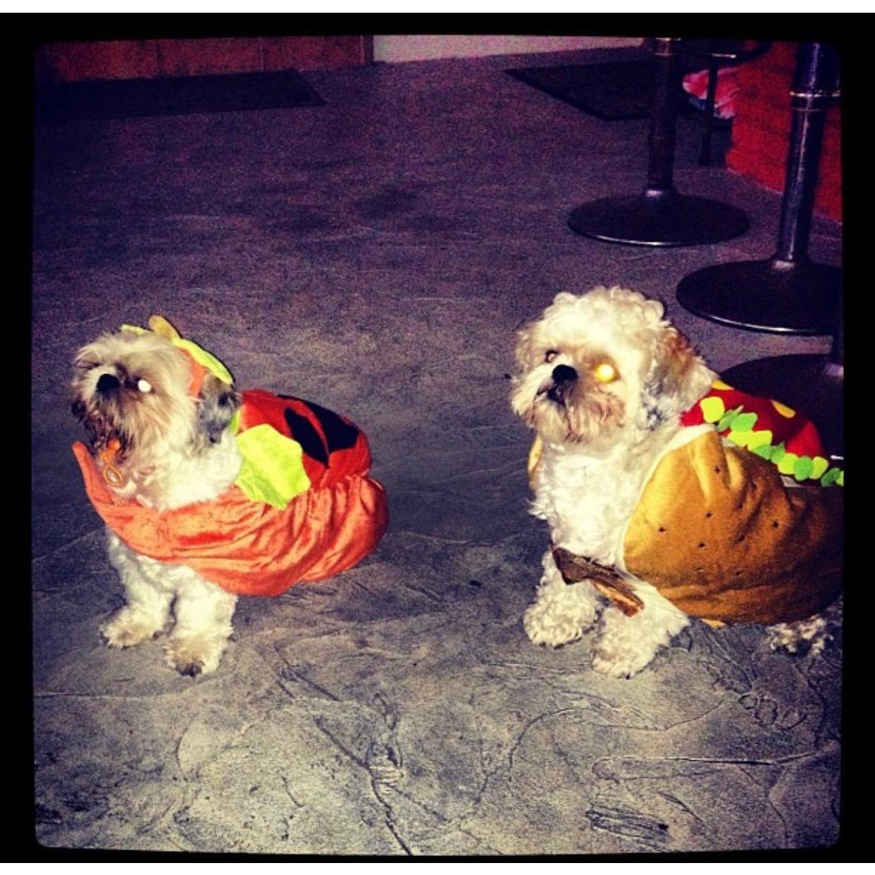 To our two loves that are no longer with us <3