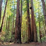 Armstrong Redwoods State Natural Reserve