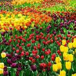 Garvan Woodland Gardens