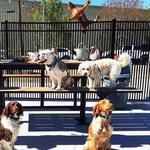 Lucky Dog Bark & Brew Charlotte