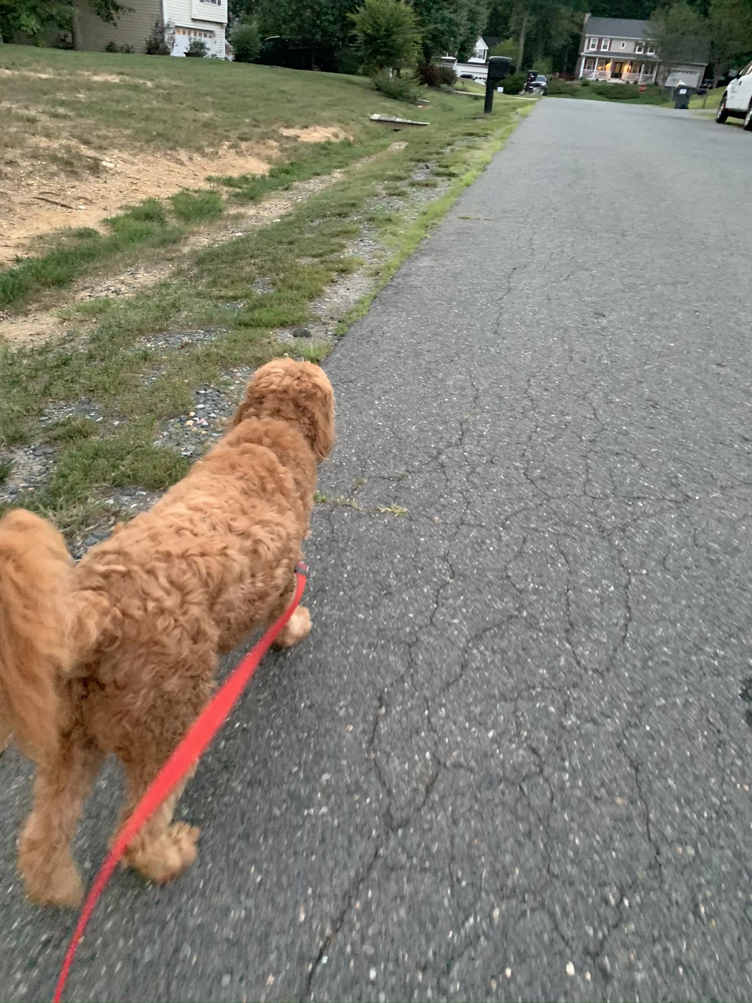 Everyday or every night I’d listen to Michiel’s voice messages on what’s up. Emmett the dog was a part of that ☺️