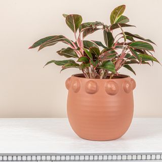 Terra-cotta Planter with Raised Dots