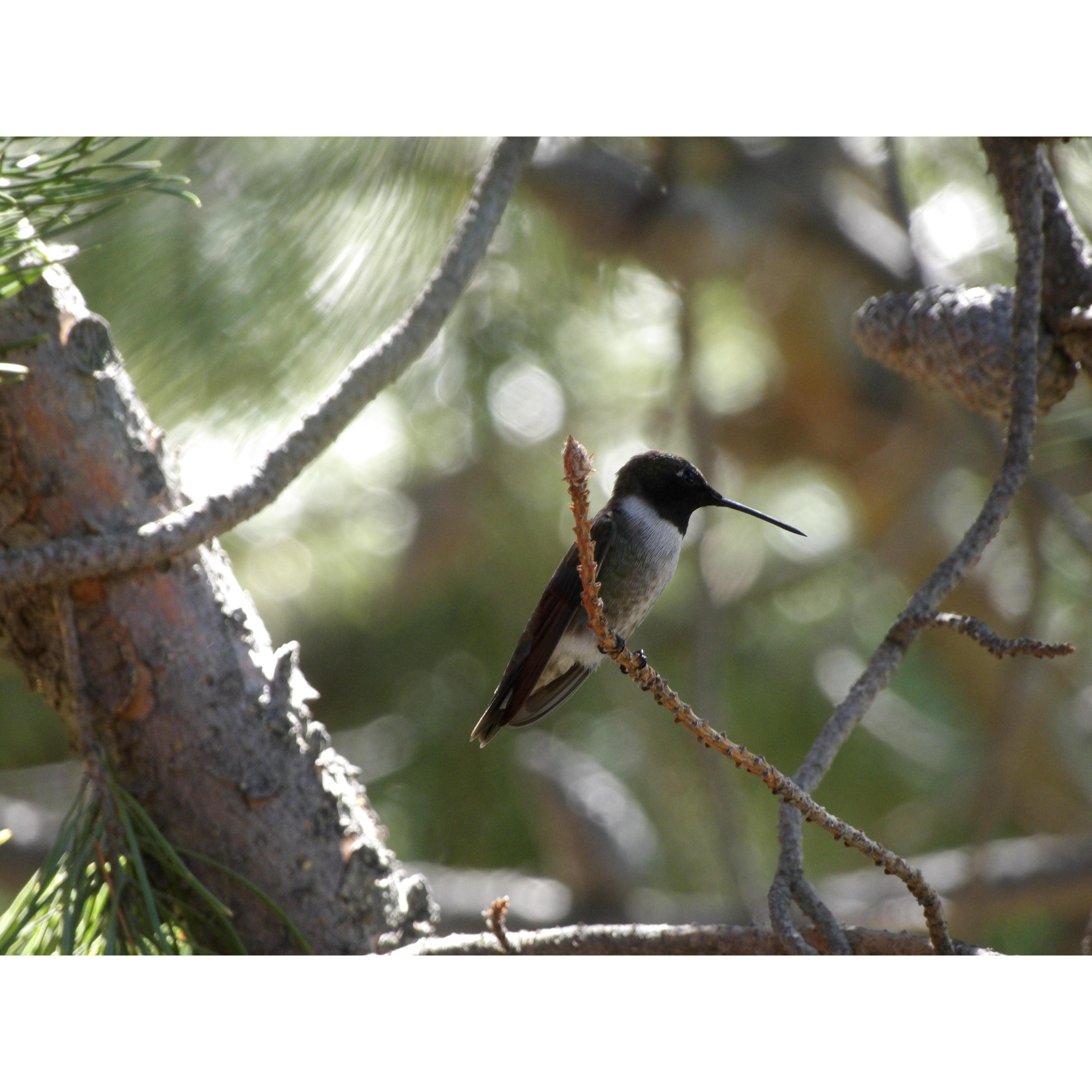 Black Chinned Hummingbird