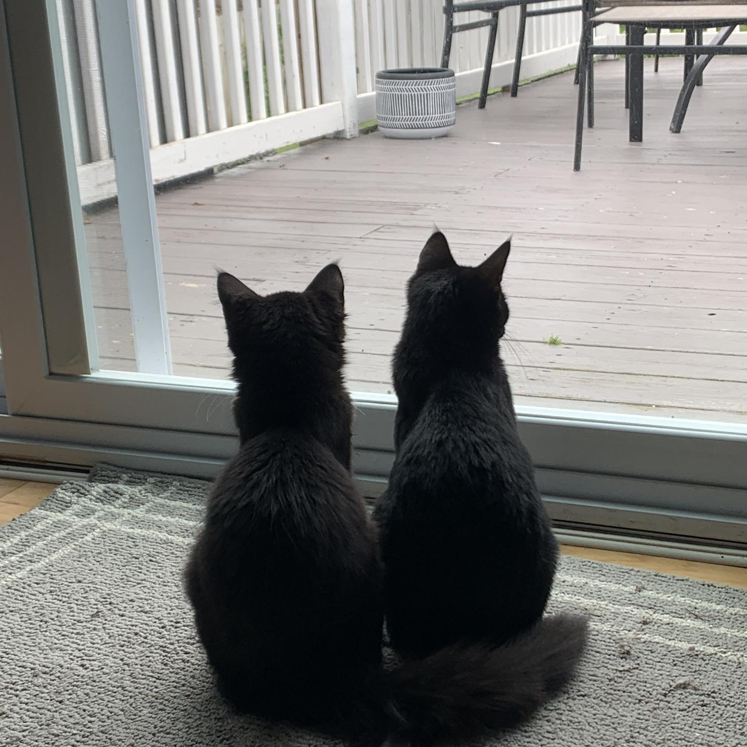 Juniper & Smudge
