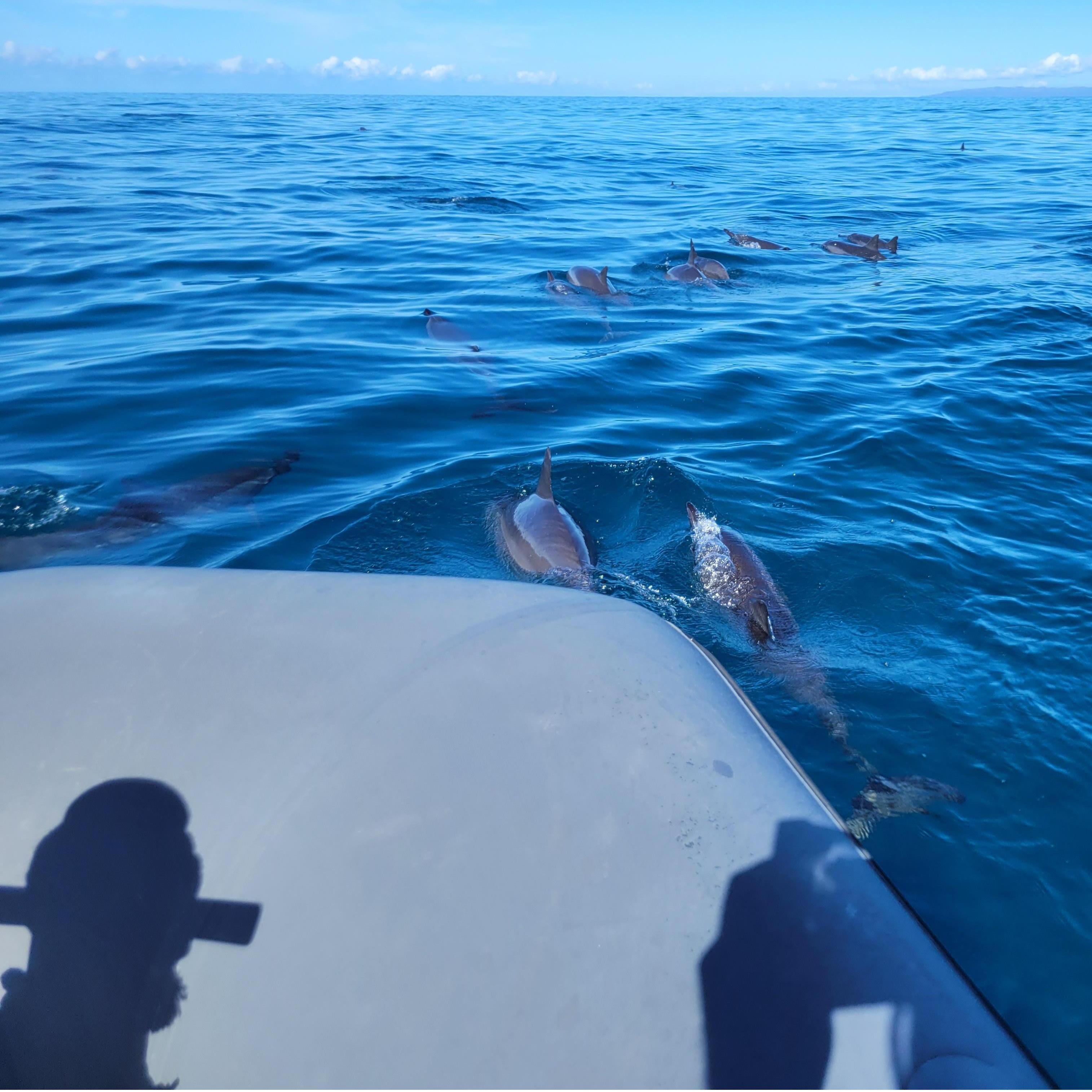 Dolphins swimming with our raft!  (Hundreds of them)