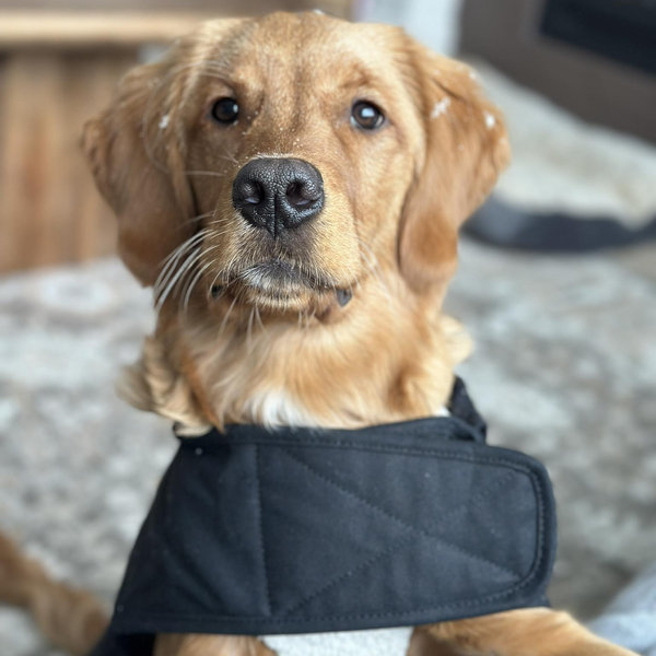 Pet Funds!