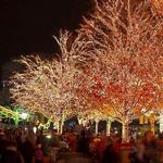 Zoo Lights at Lincoln Park Zoo